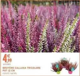 Intermarché Bruyère calluna tricolore offre