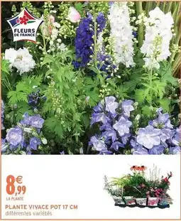 Intermarché Plante vivace pot 17 cm offre