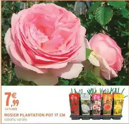 Intermarché Plantation - rosier pot 17 cm offre