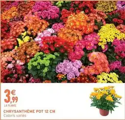 Intermarché Chrysanthème pot 12 cm offre