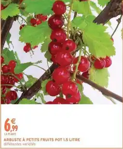 Intermarché Arbuste à petits fruits pot 1.5 litre offre
