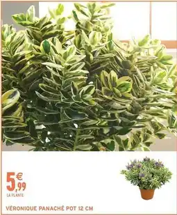 Intermarché Véronique panaché pot 12 cm offre