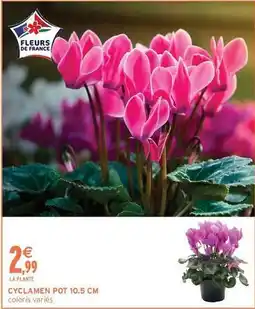 Intermarché Cyclamen pot 10.5 cm offre