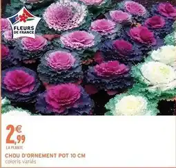 Intermarché Chou d'ornement pot 10 cm offre