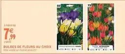 Intermarché Bulbes de fleurs au choix offre