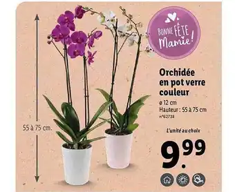 Lidl Orchidée En Pot Verre Couleur offre