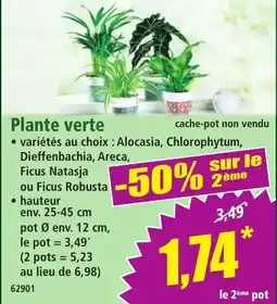 Norma Plante verte offre