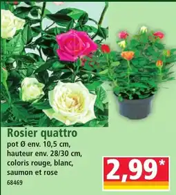 Norma Rosier quattro offre