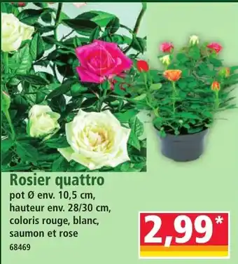 Rosier quattro