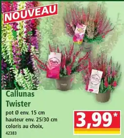 Norma Twister Callunas offre
