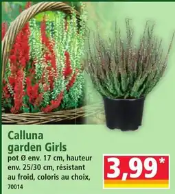 Norma Calluna garden Girls offre