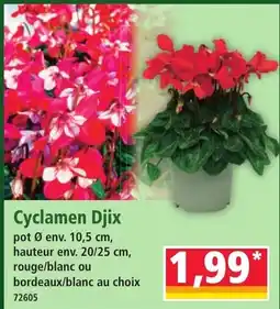 Norma Cyclamen Djix offre