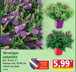 Norma Véronique panachée offre