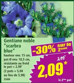 Norma Gentiane noble scarbra blue offre