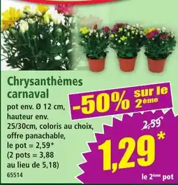 Norma Chrysanthèmes carnaval offre