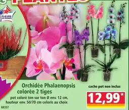 Norma Orchidée Phalaenopsis colorée 2 tiges offre