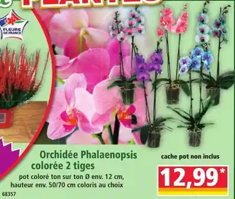 Norma Orchidée Phalaenopsis colorée 2 tiges offre