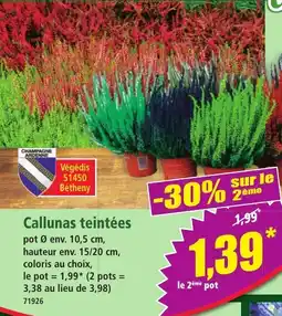 Norma Végédís Callunas teintées offre