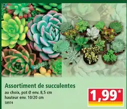 Norma Assortiment de succulentes offre
