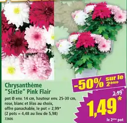 Norma Chrysanthème sixtie pink flair rose offre