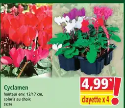 Norma Cyclamen offre