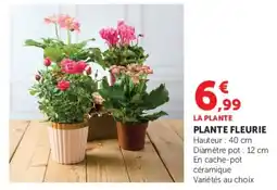Hyper U LA PLANTE PLANTE FLEURIE offre