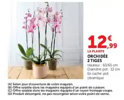 Hyper U LA PLANTE ORCHIDÉE offre