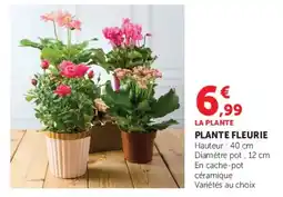 Super U LA PLANTE PLANTE FLEURIE offre