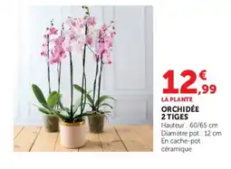Super U LA PLANTE ORCHIDÉE offre