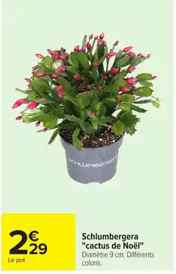 Carrefour Schlumbergera cactus de Noël offre