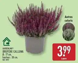 ALDI GARDENLINE BRUYÈRE CALLUNA offre
