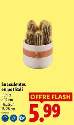 Lidl Bali Succulentes en pot offre