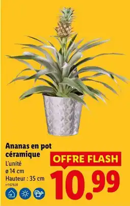 Lidl Ananas en pot céramique offre