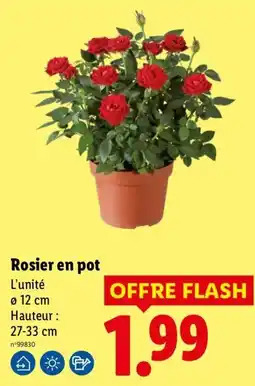 Lidl Rosier en pot offre