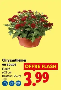 Lidl Chrysanthèmes en coupe offre
