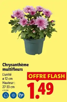 Lidl Chrysanthème multifleurs offre