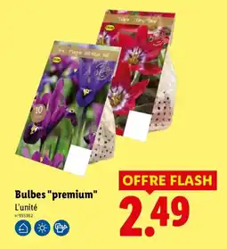 Lidl COLONA Bulbes "premium" offre