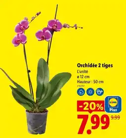 Lidl Orchidée 2 tiges offre
