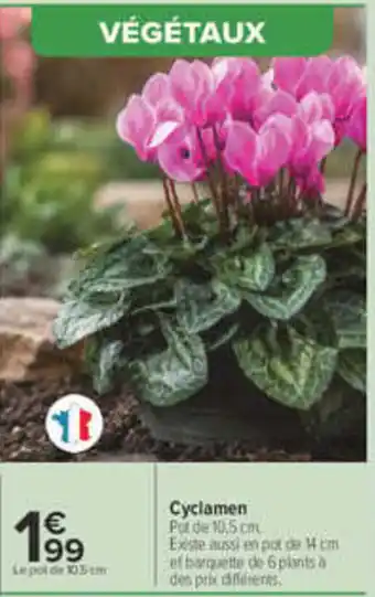 Cyclamen
