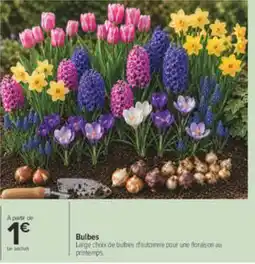 Carrefour Bulbes offre