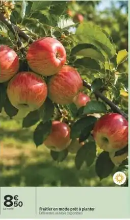 Carrefour Fruitier en motte prêt à planter offre