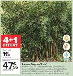 Carrefour Bambou Fargesia "Rufa" offre
