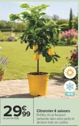 Carrefour Citronnier 4 saisons offre