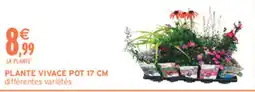 Intermarché Contact PLANTE VIVACE offre
