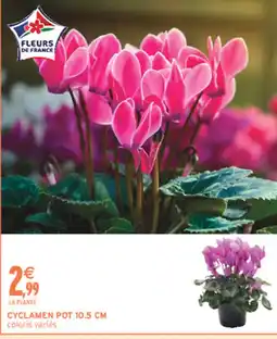 Intermarché Contact FLEURS DE FRANCE CYCLAMEN offre