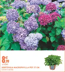 Intermarché Contact Hortensia macrophylla offre