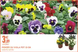 Intermarché Contact PENSÉE OU VIOLA offre