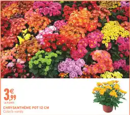 Intermarché Contact Chrysanthème offre