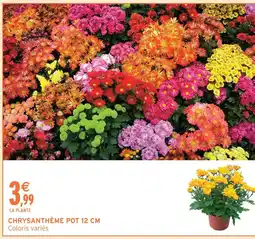Intermarché Chrysanthème pot 12 cm offre