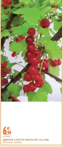 Intermarché Arbuste à petits fruits pot 1.5 litre offre